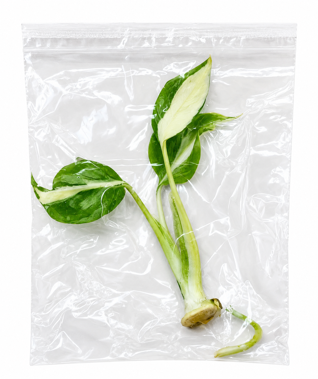 Monstera White Lava TC