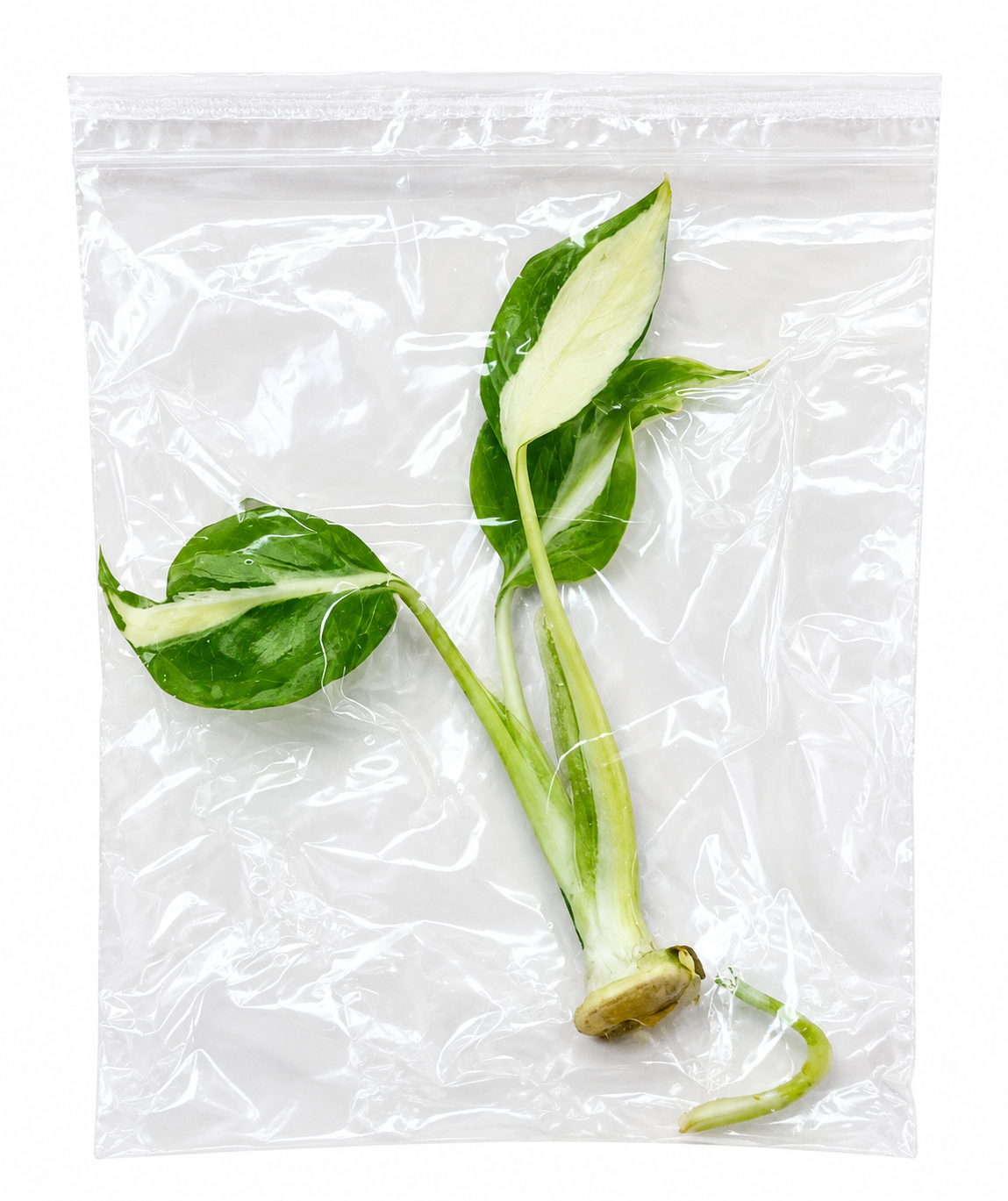Monstera White Lava TC
