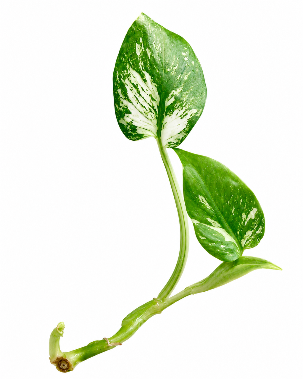 Monstera Devil Monster TC
