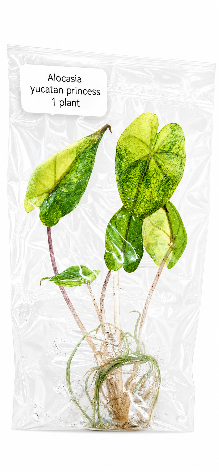 Alocasia Yucatan Princess Aurea TC