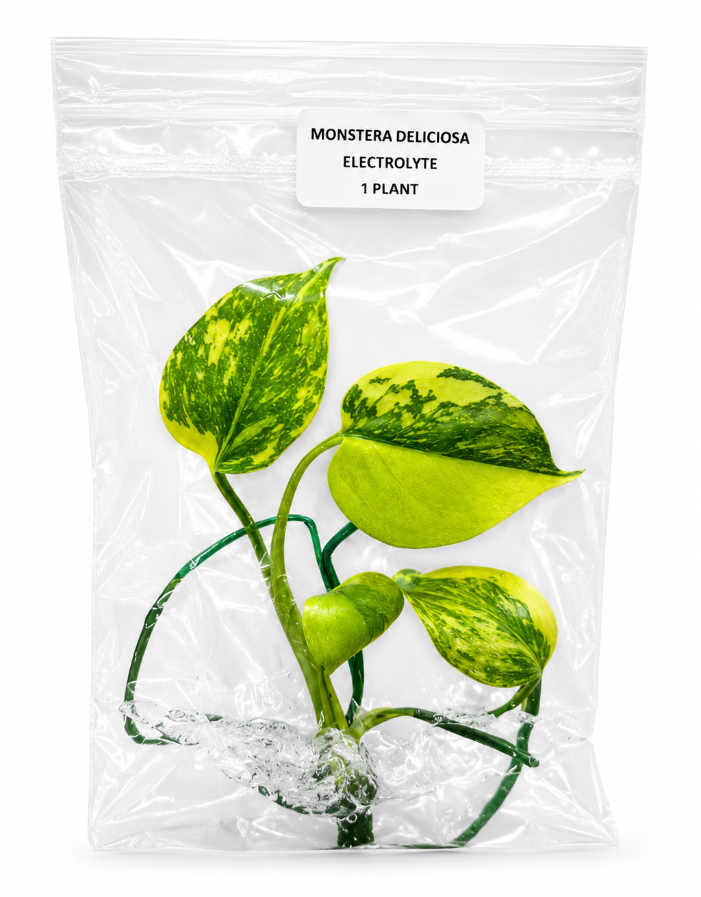 Monstera Electrolyte TC