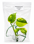 Monstera Electrolyte TC