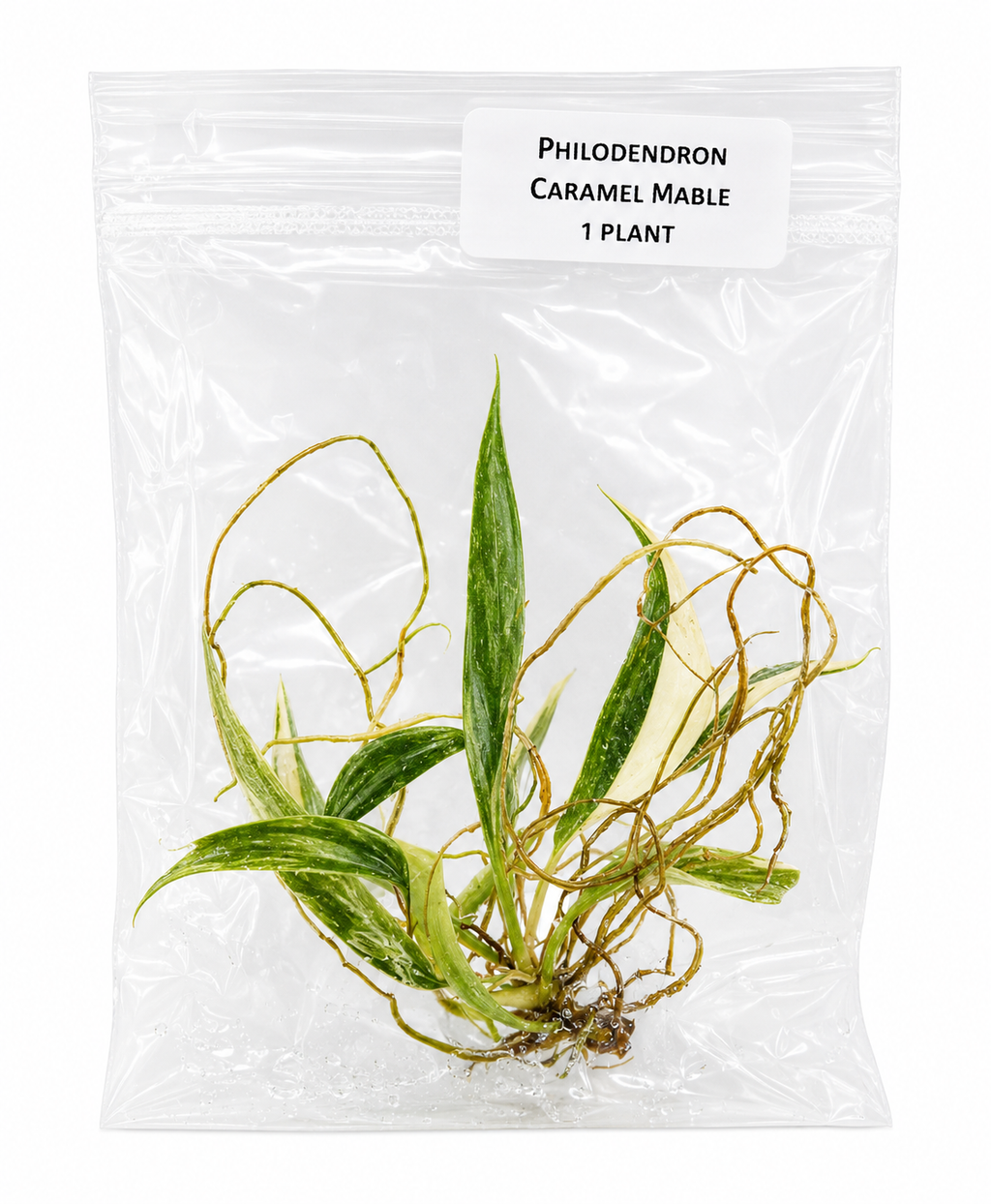 Philodendron Caramel Marble TC