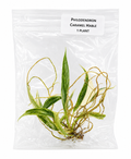 Philodendron Caramel Marble TC