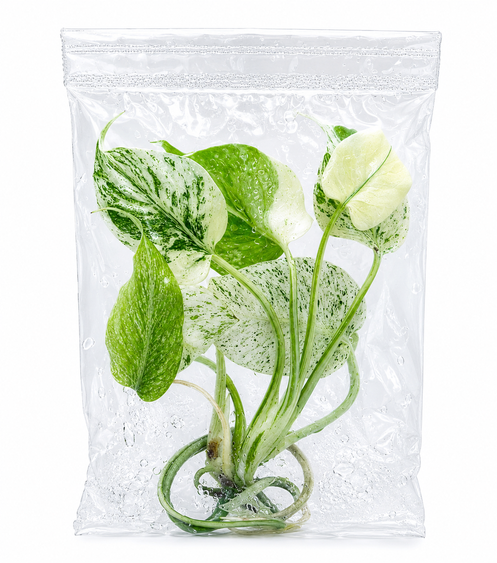 Monstera Mint TC