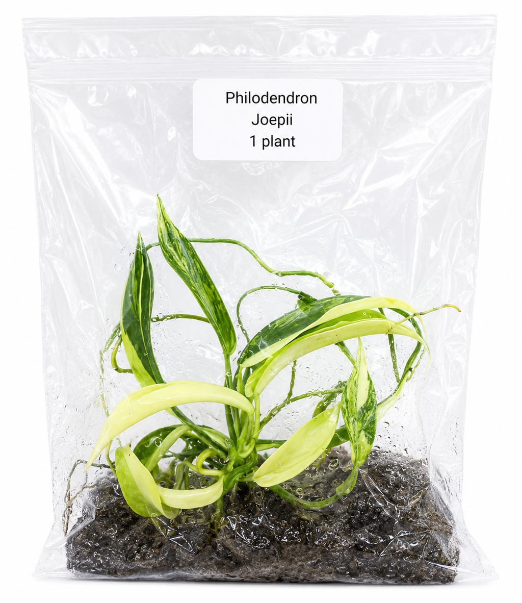 Philodendron Joepii Variegated (True ID) TC