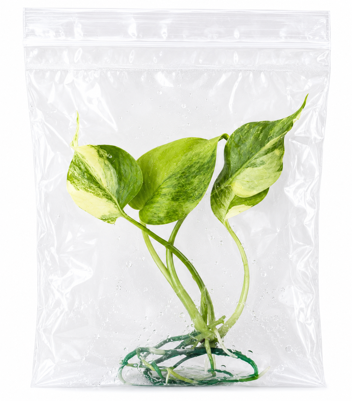 Monstera Yellow Marilyn TC