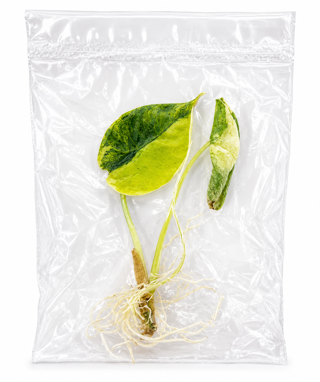 Alocasia Azlanii Aurea TC