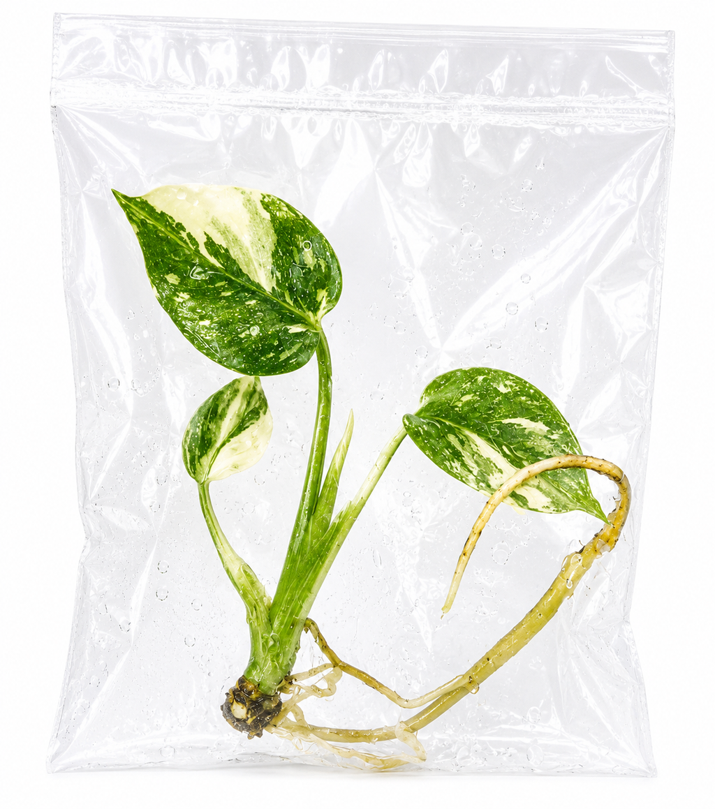 Monstera Borsigiana Albo TC