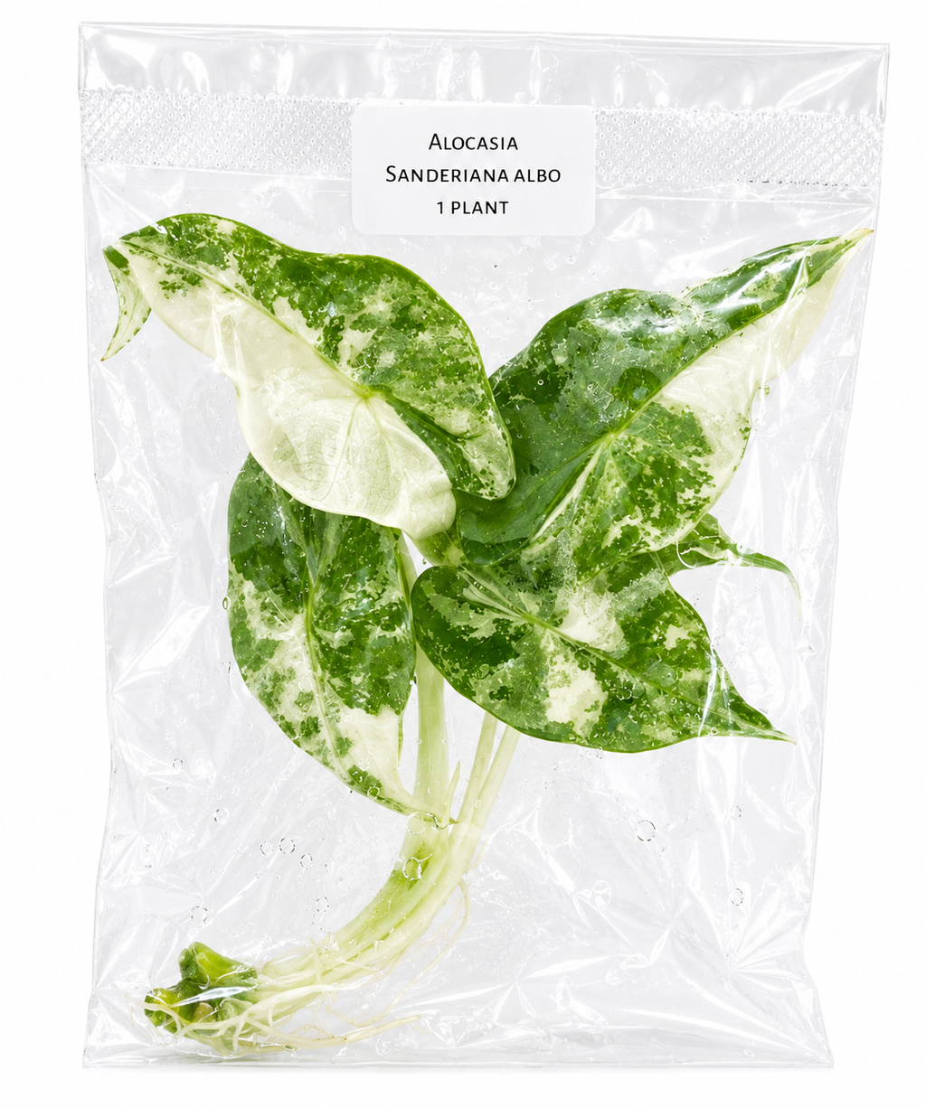 Alocasia Sanderiana Albo Pink TC