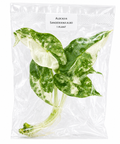 Alocasia Sanderiana Albo Pink TC