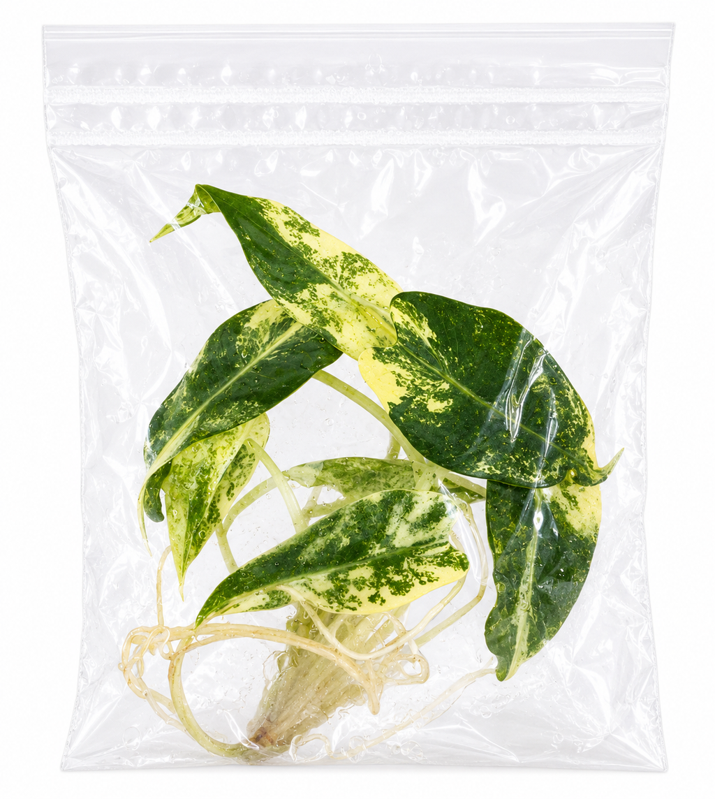 Alocasia Bambino Aurea TC