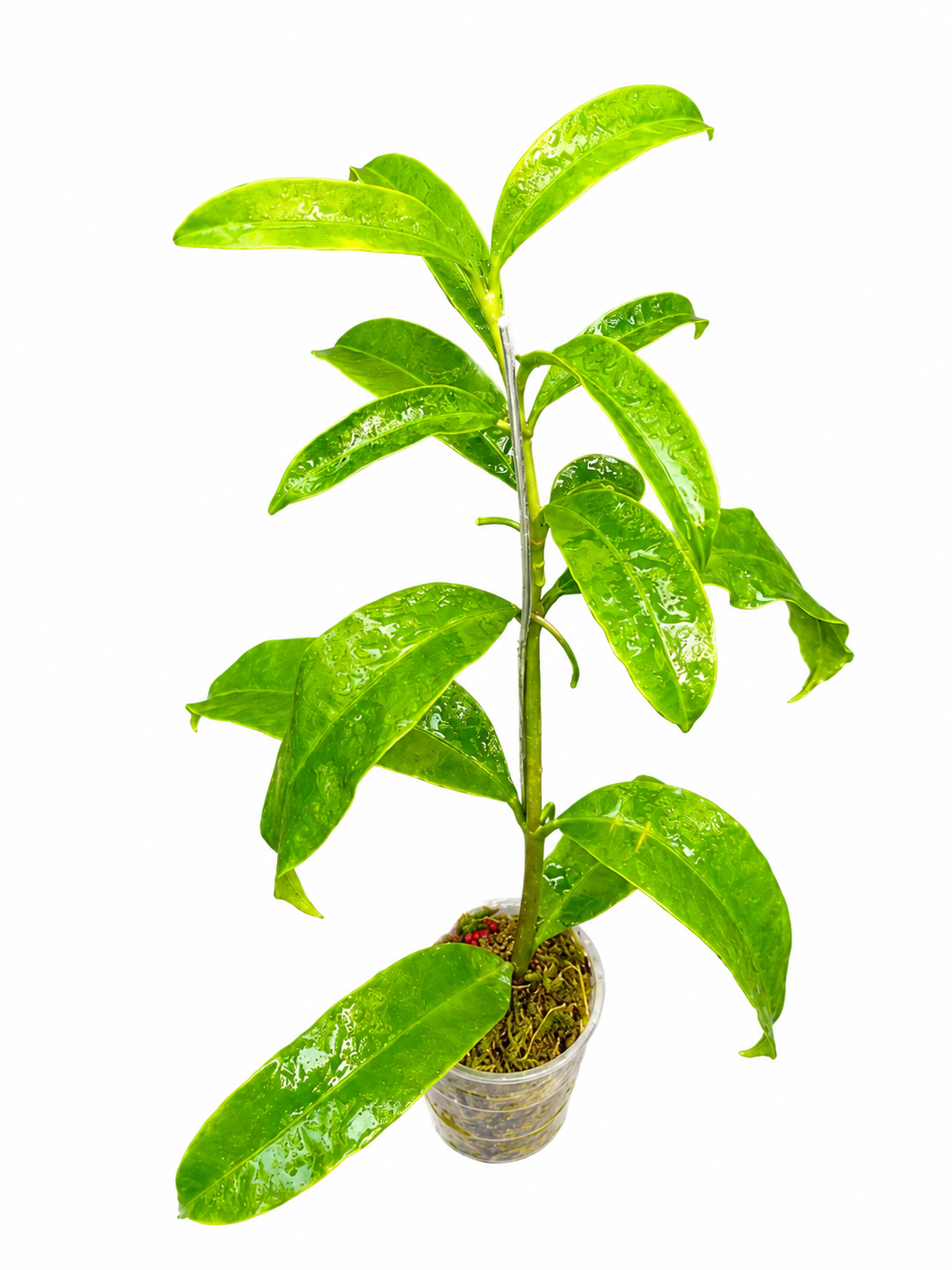 Hoya Irisiae