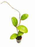 Hoya sp. Talang Ogan