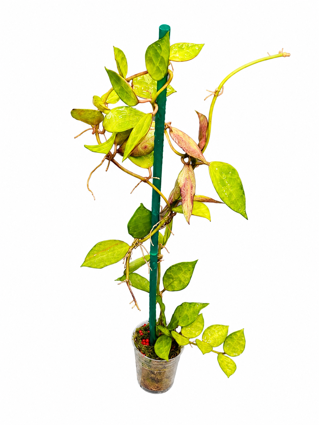 Hoya Lacunosa 'Amarillo-Black' VN-725