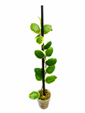 Hoya aff. Incurvala (Albomarginata)