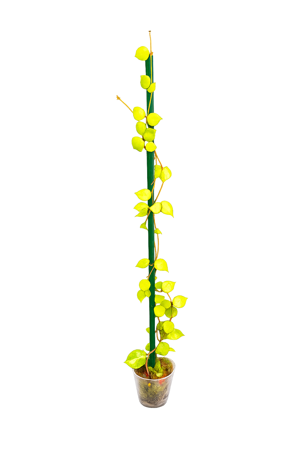 Hoya Minutiflora