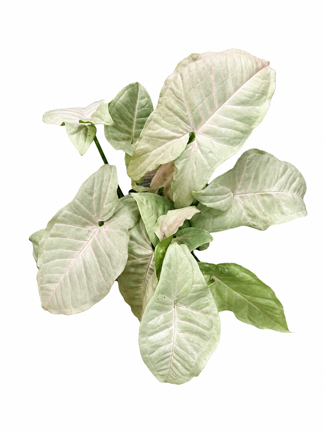 Syngonium Pink Pearl
