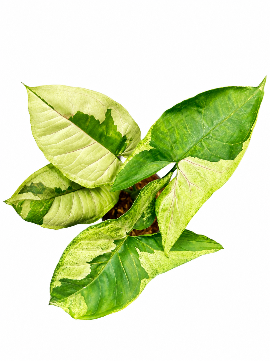 Syngonium Brown Lava