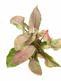 Syngonium Jade Unicorn