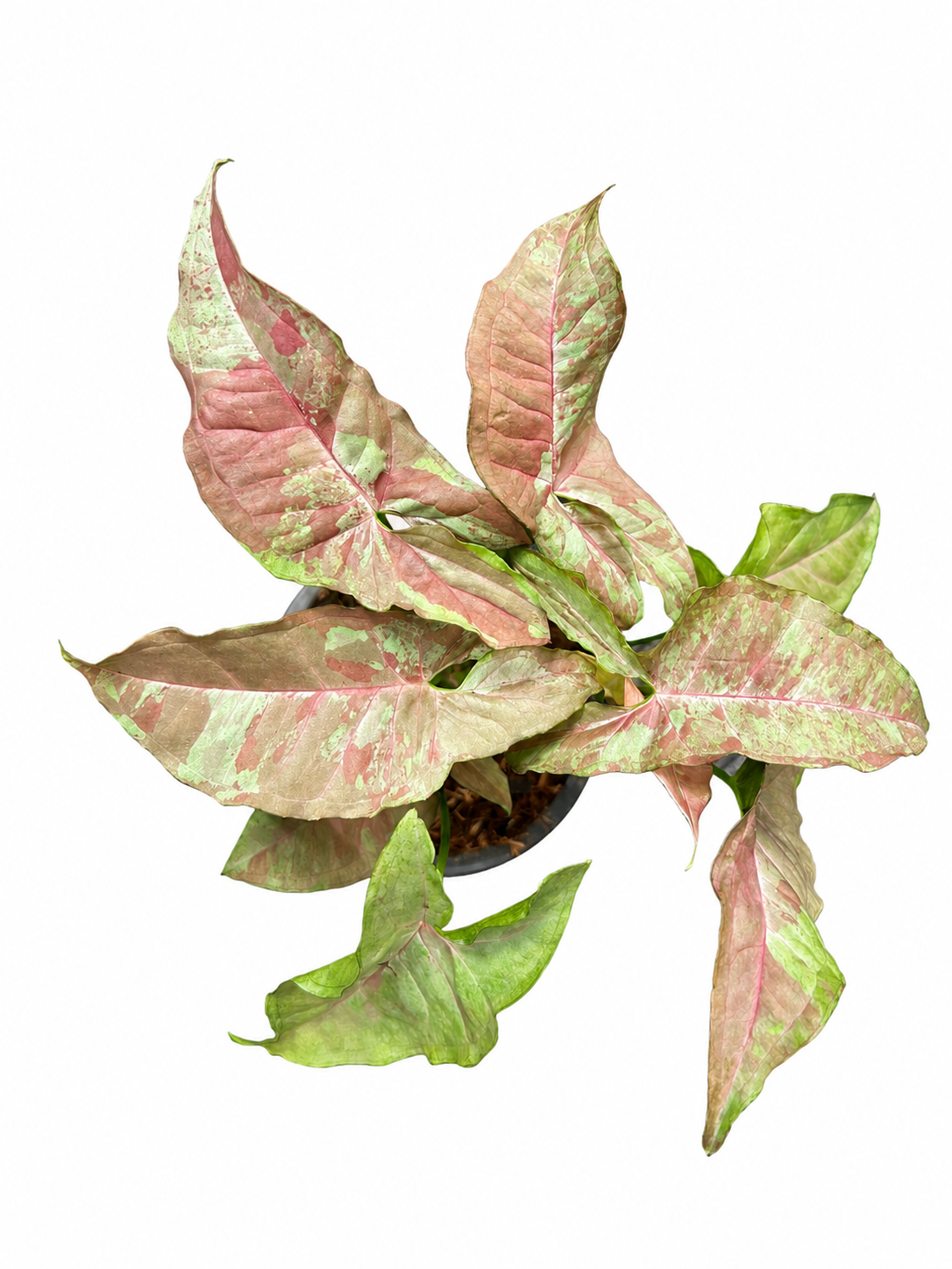 Syngonium Pink Slender