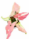Syngonium Raspberry Variegated