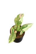 Syngonium Tricolour Chocolate