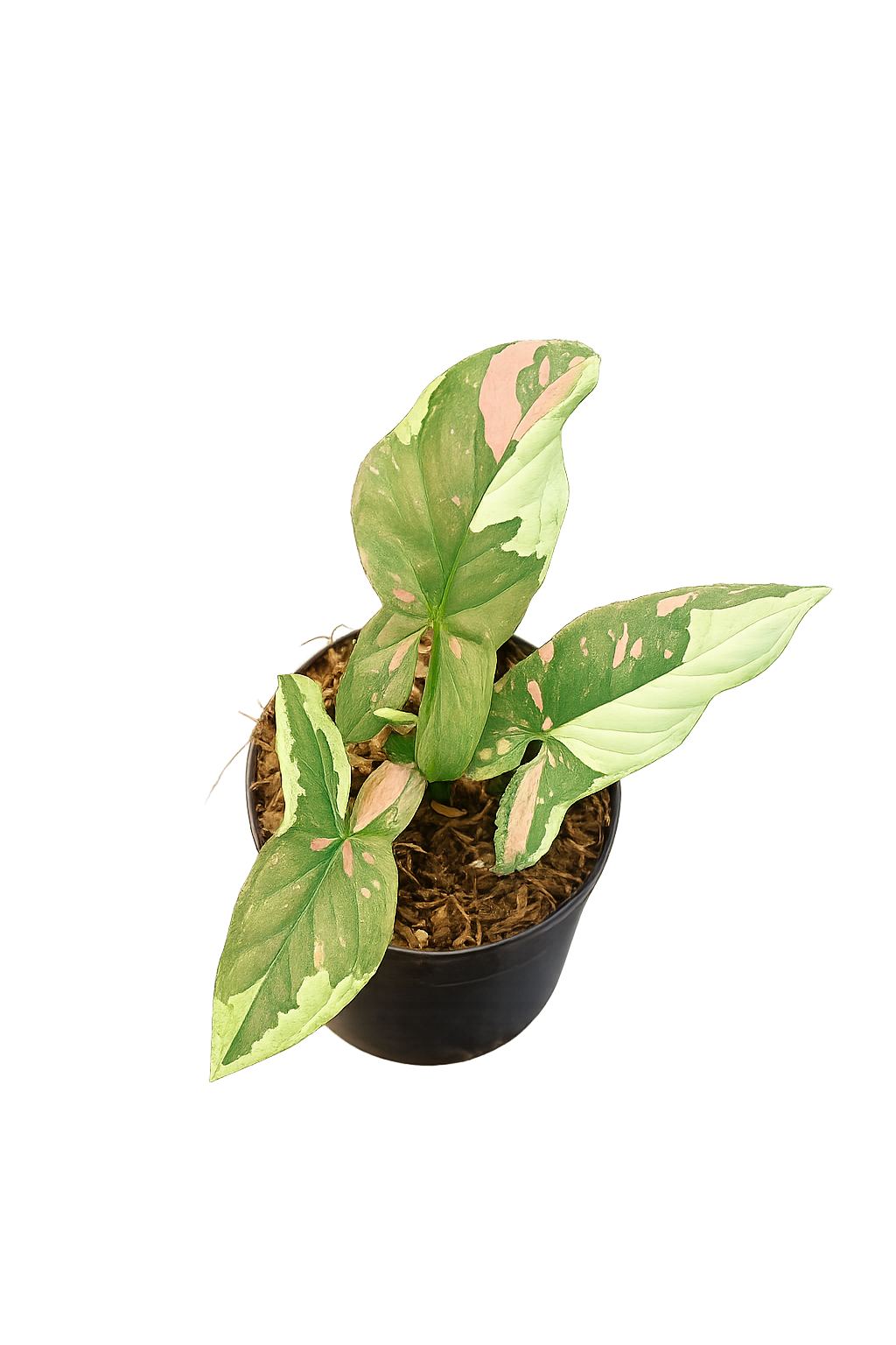 Syngonium Tricolour Chocolate