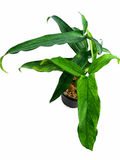 Syngonium Lance Leaf