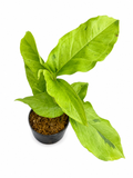 Syngonium Frog in a Blender