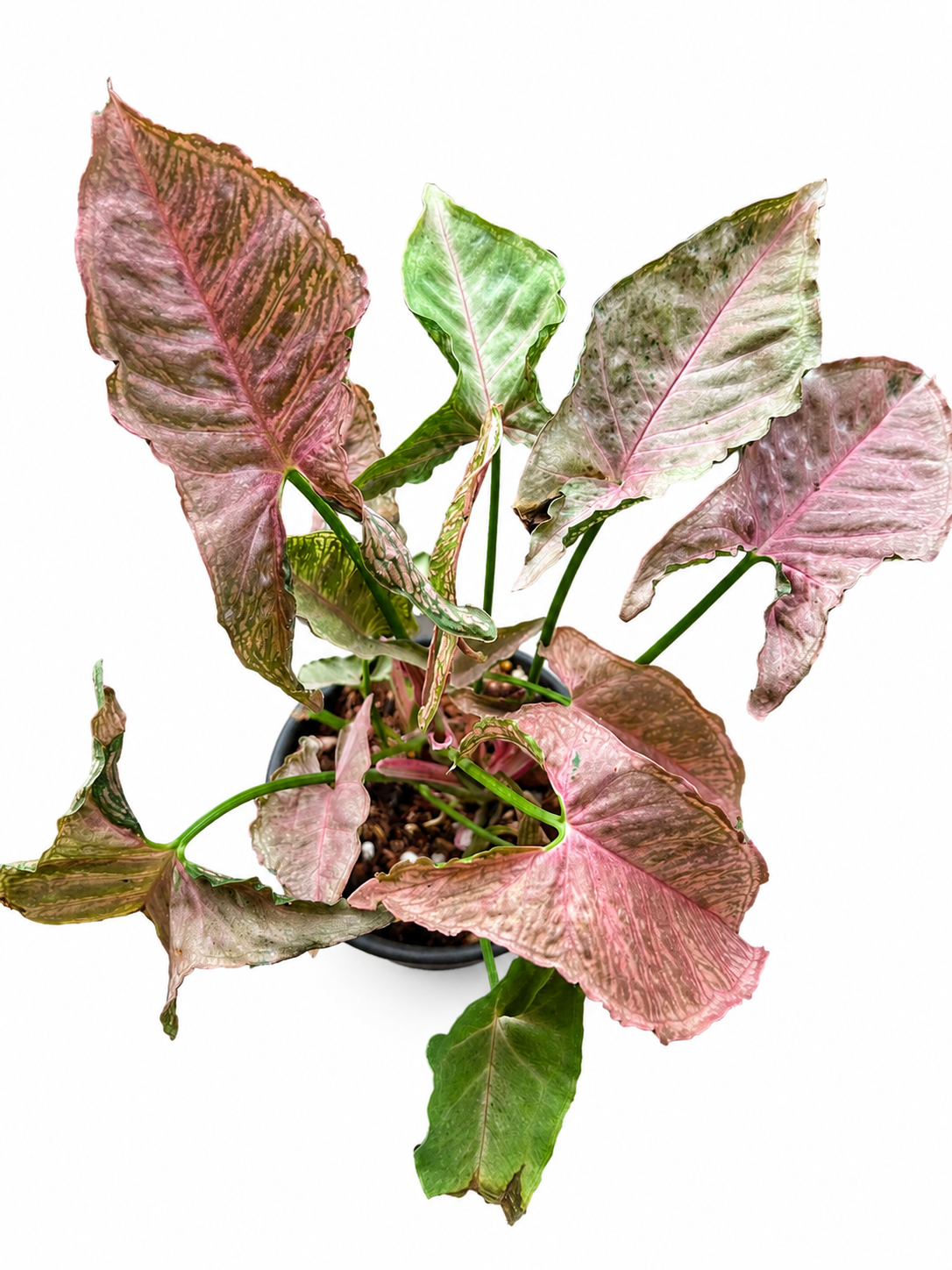 Syngonium Pink Mosaic