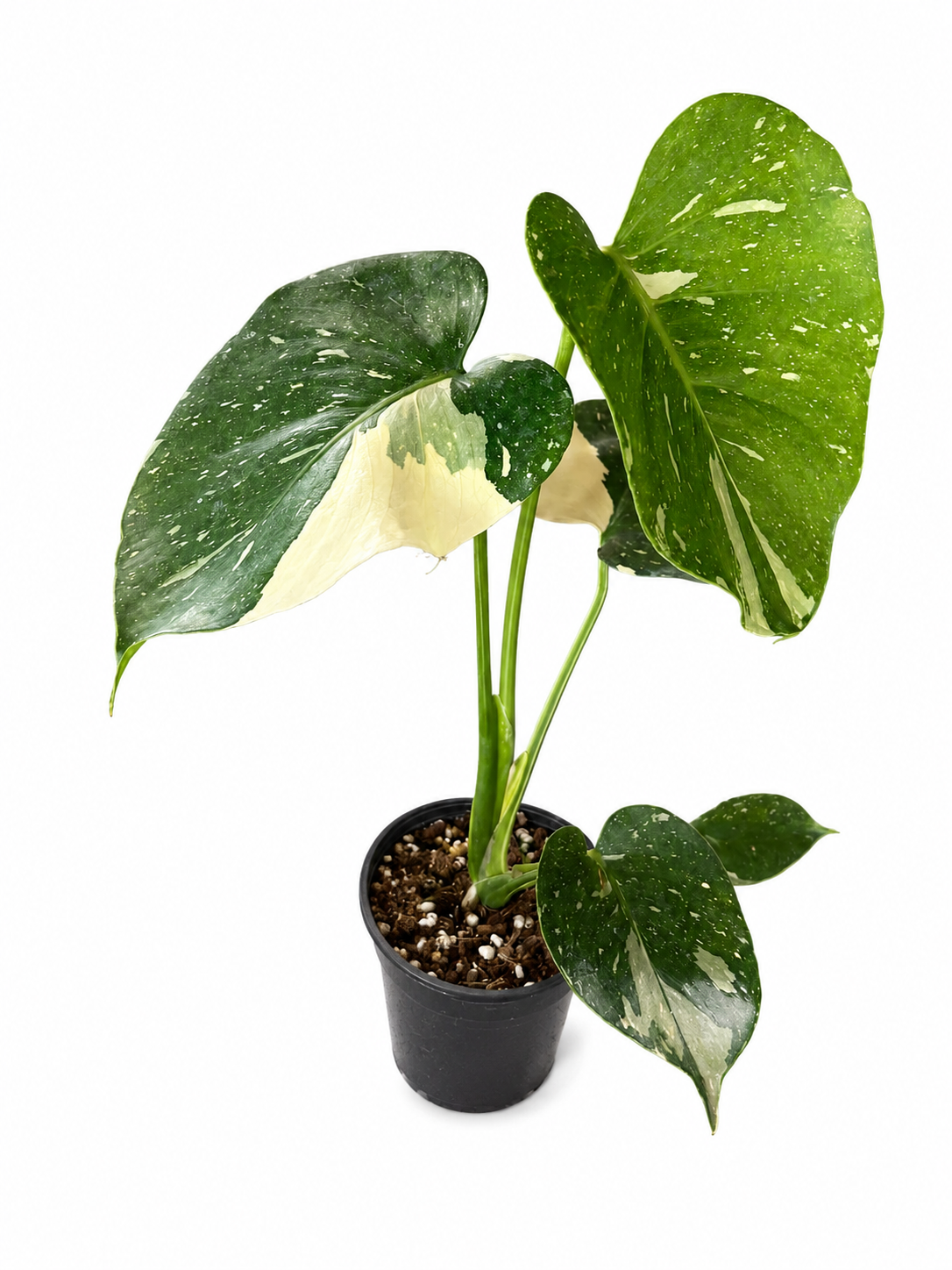 Monstera Thai Con
