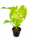 Monstera Banana