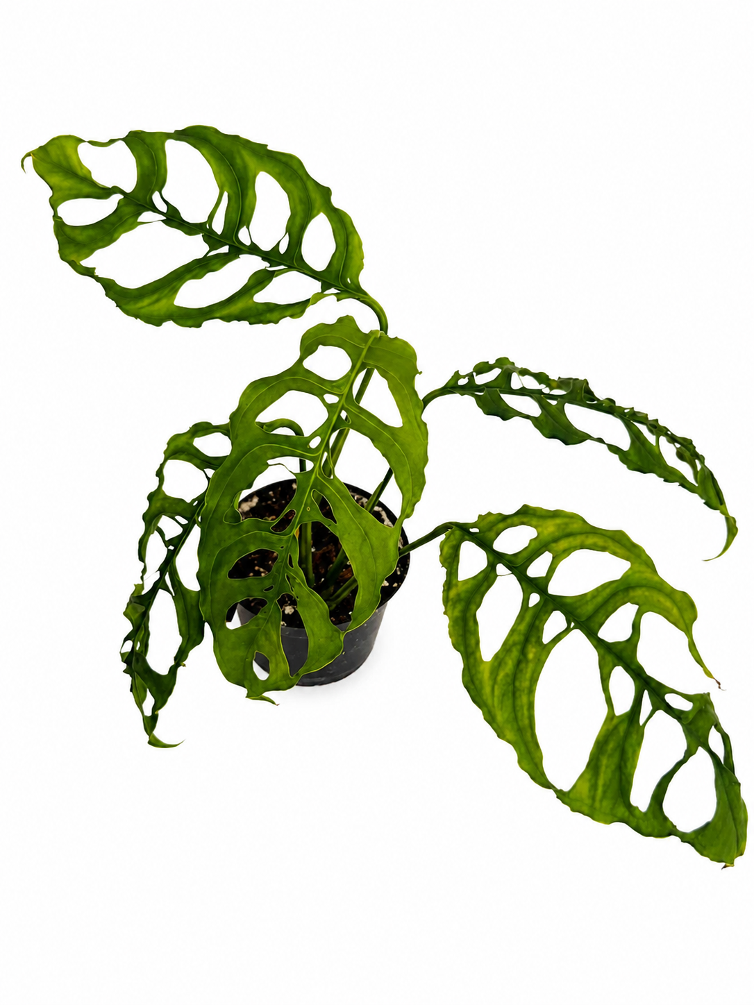 Monstera Obliqua