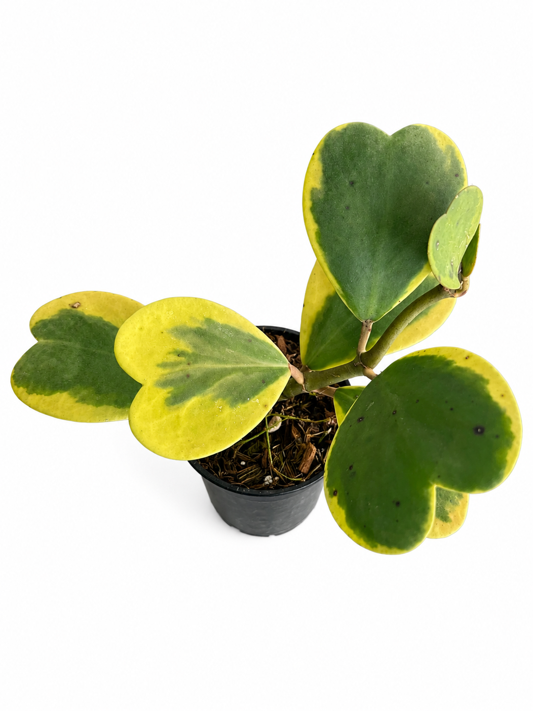 Hoya Kerrii Outer Variegated