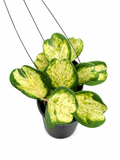 Hoya Kerrii Inner Spot Variegated