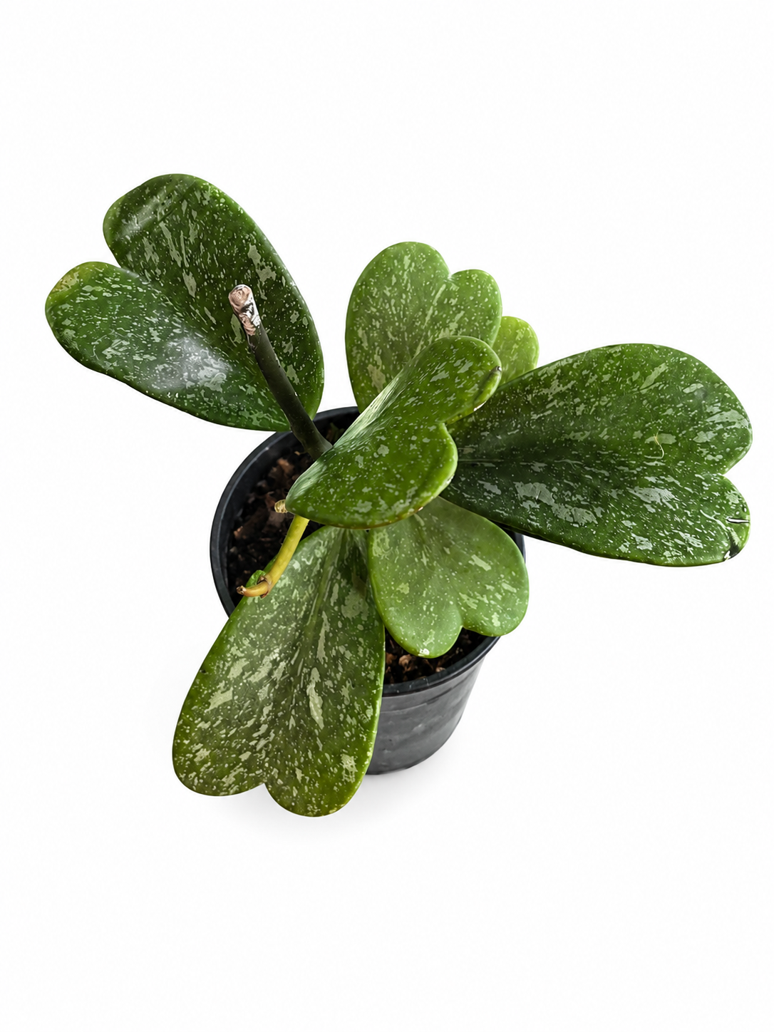 Hoya Kerrii Splash