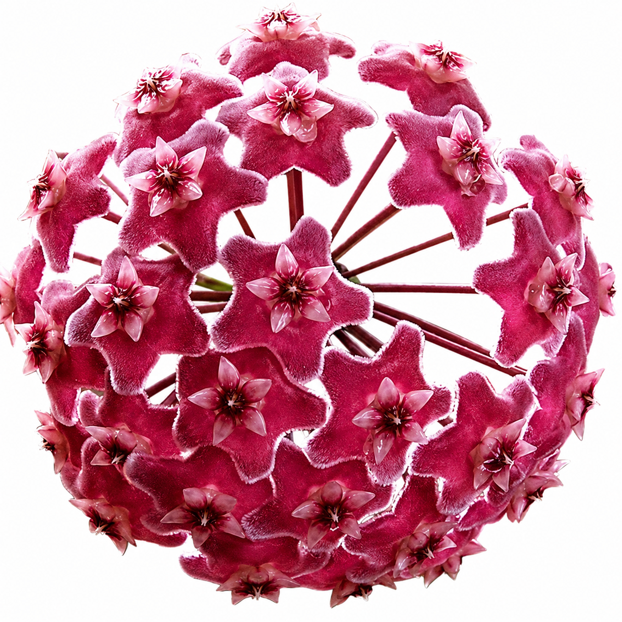 Hoya Publicalyx ‘Pink Silver Ghost’