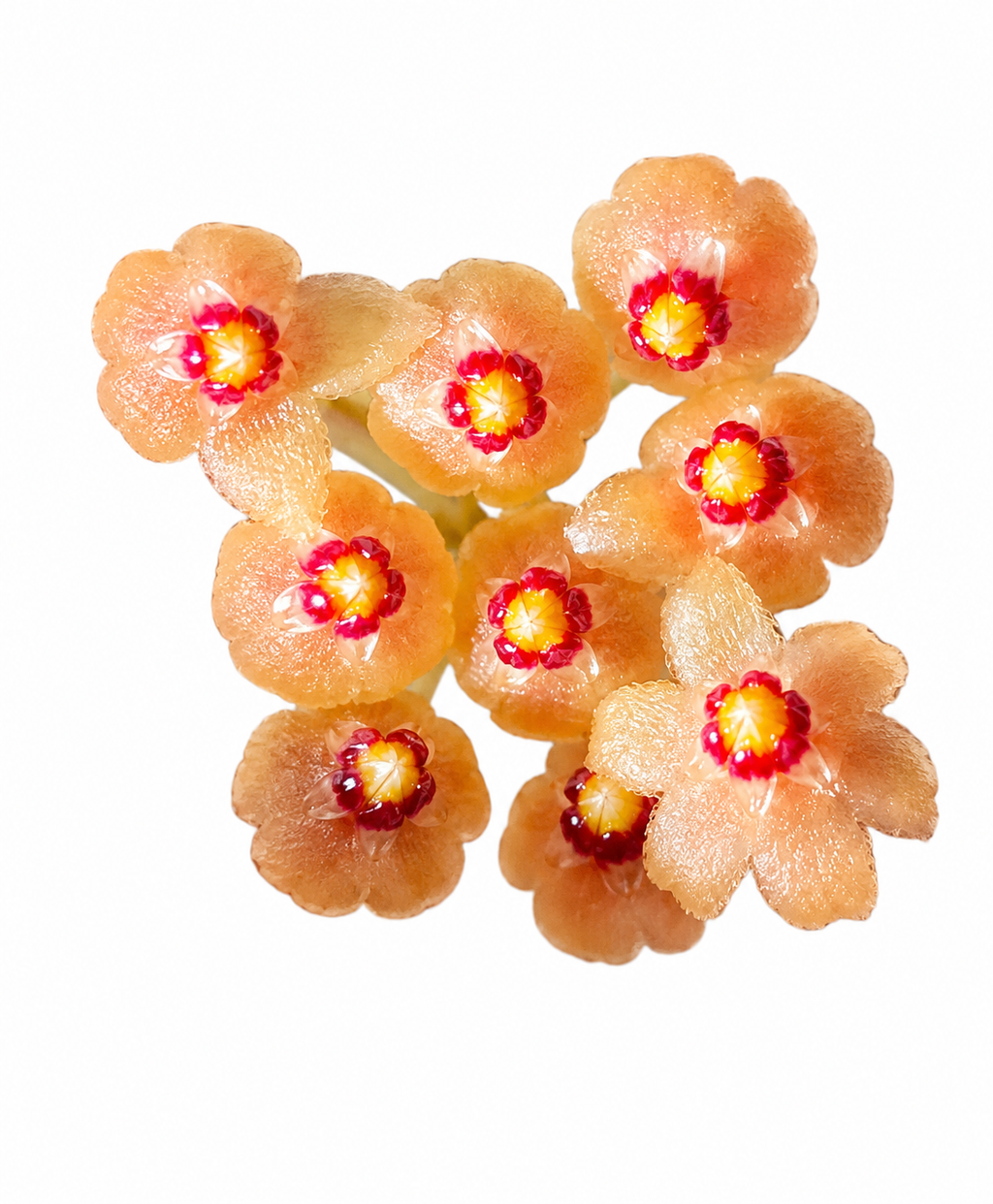 Hoya Minutiflora