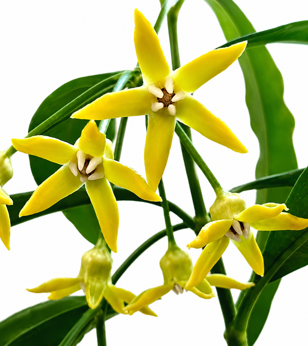 Hoya Irisiae
