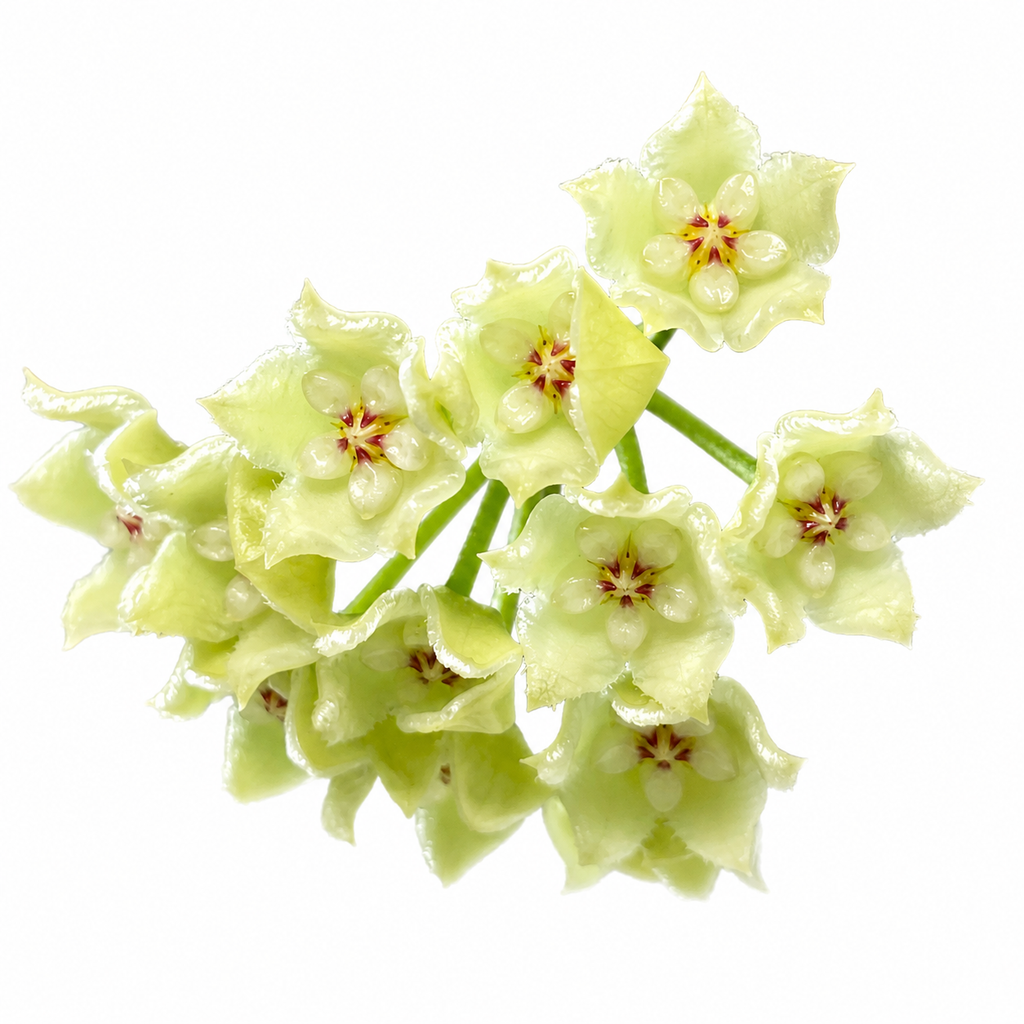 Hoya Tengchongensis