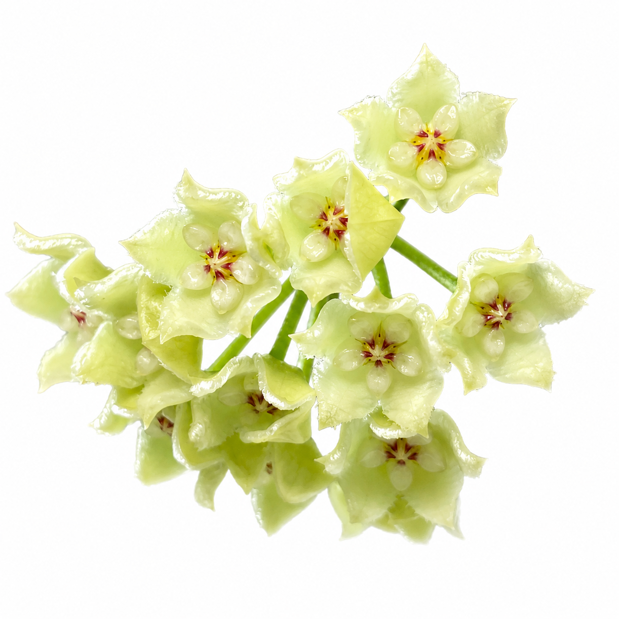 Hoya Tengchongensis