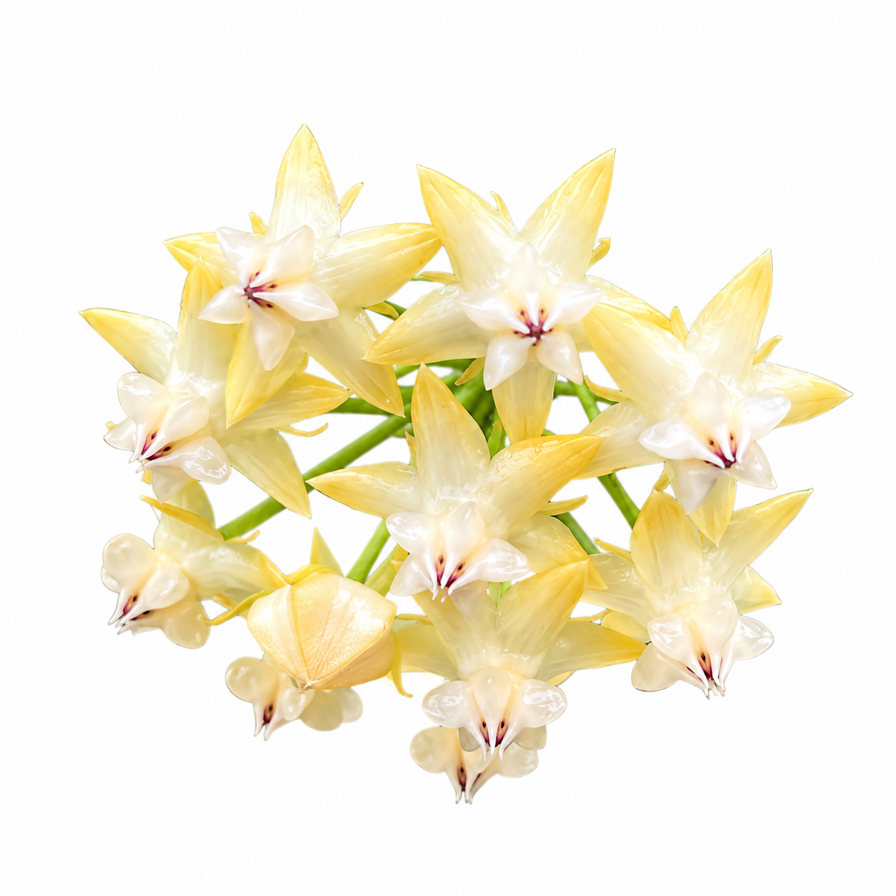 Hoya Lockii ‘Yellow Flower’