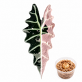 Alocasia Amazonica Pink Corm