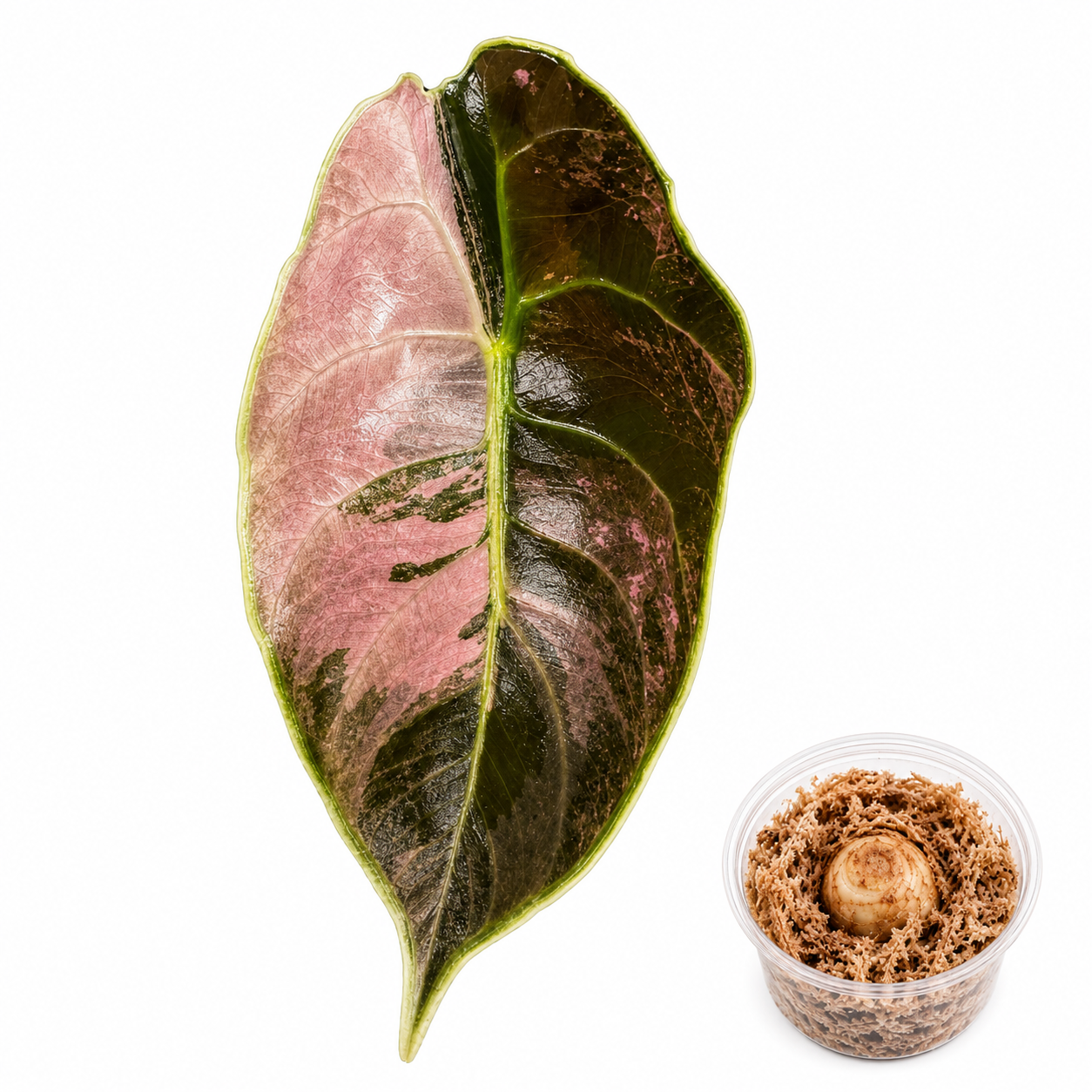 Alocasia Azlanii Albo Pink Corm