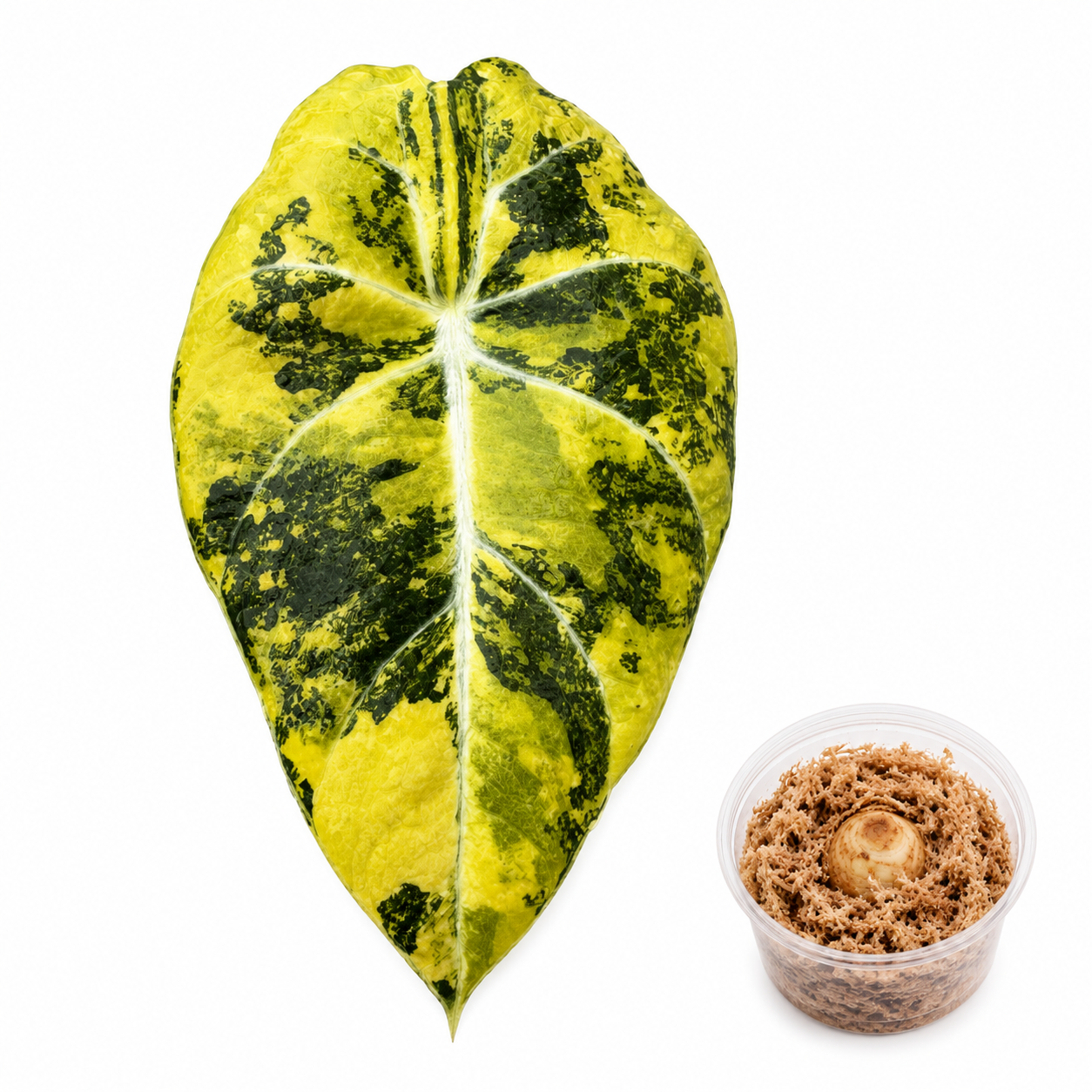Alocasia Black Velvet Gold Corm