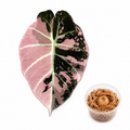 Alocasia Black Velvet Pink Corm