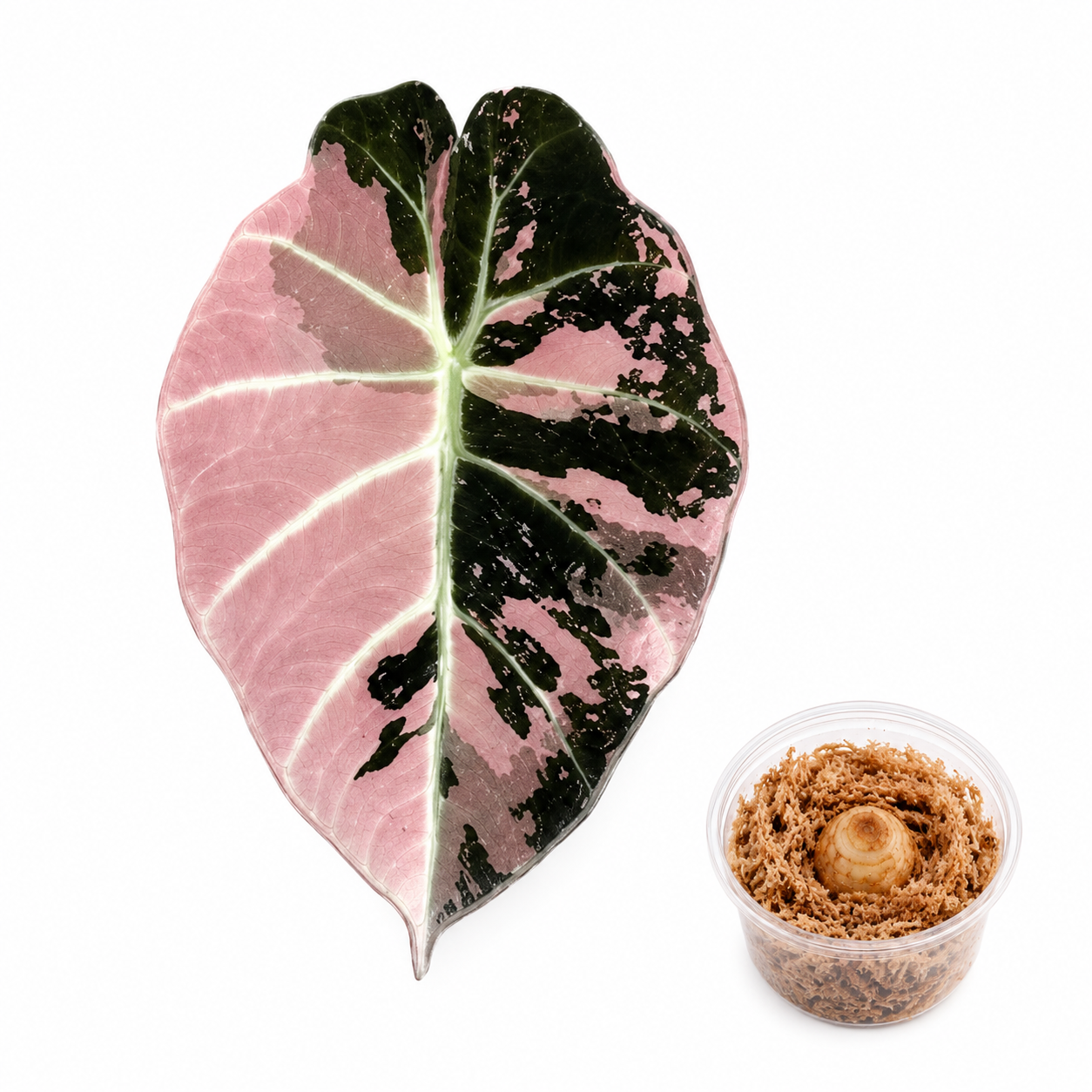 Alocasia Black Velvet Pink Corm