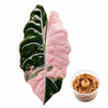 Alocasia Chantrieri Pink Corm