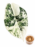 Alocasia Dragon Scale Albo Corm